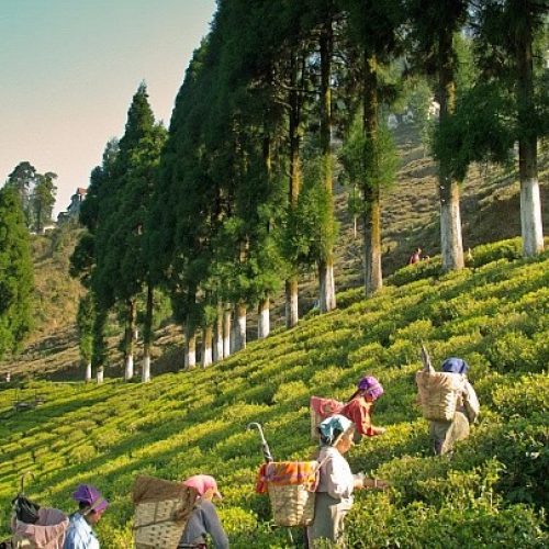 Beautiful-Tourist-Places-in-Darjeeling